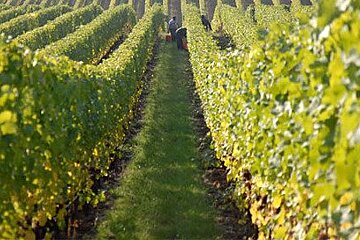 Secret Organic Vineyards eBike Tour, Nice