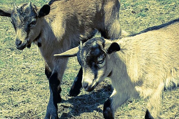 Three goats standing next to each other in a field