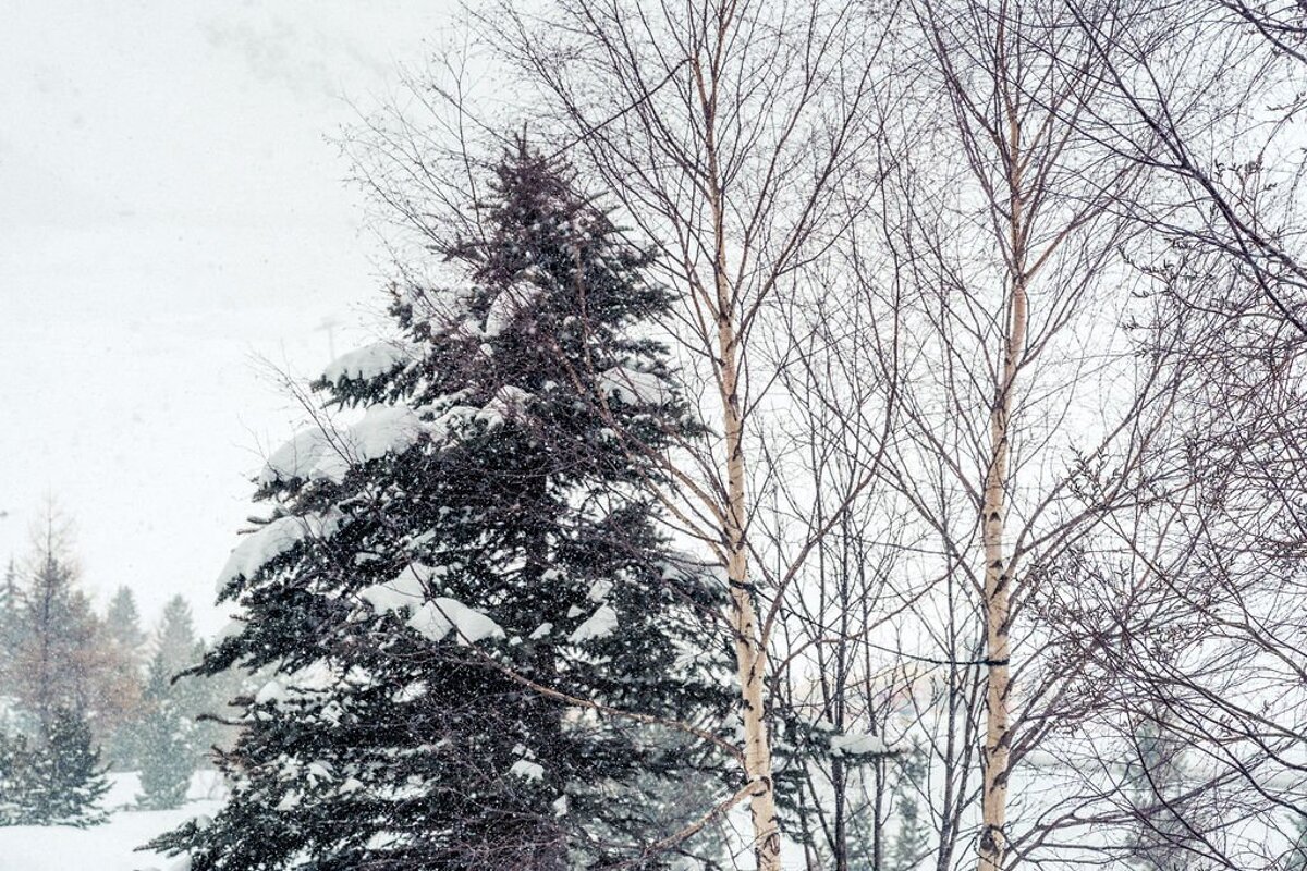 A snowy forest with trees covered in snow
