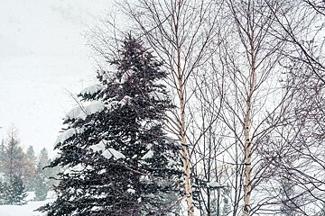 A snowy forest with trees covered in snow