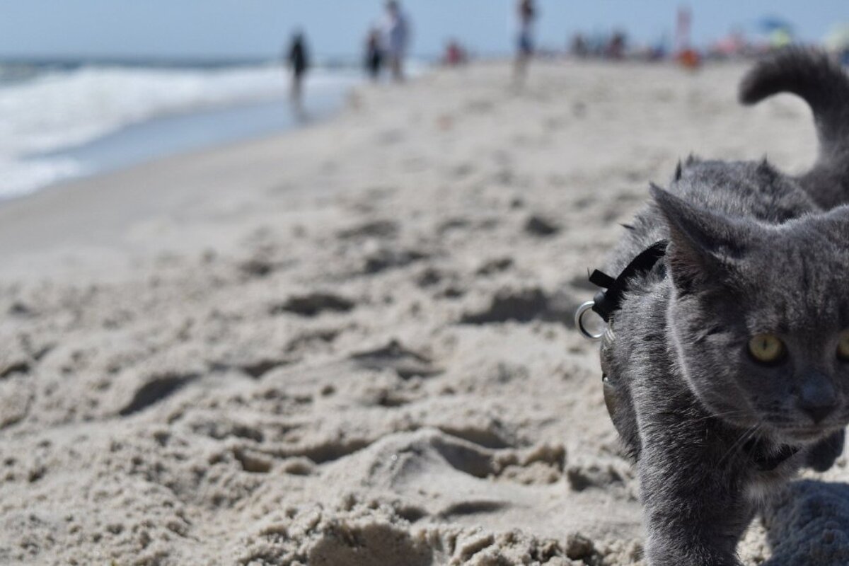 Cat swimming lessons in
