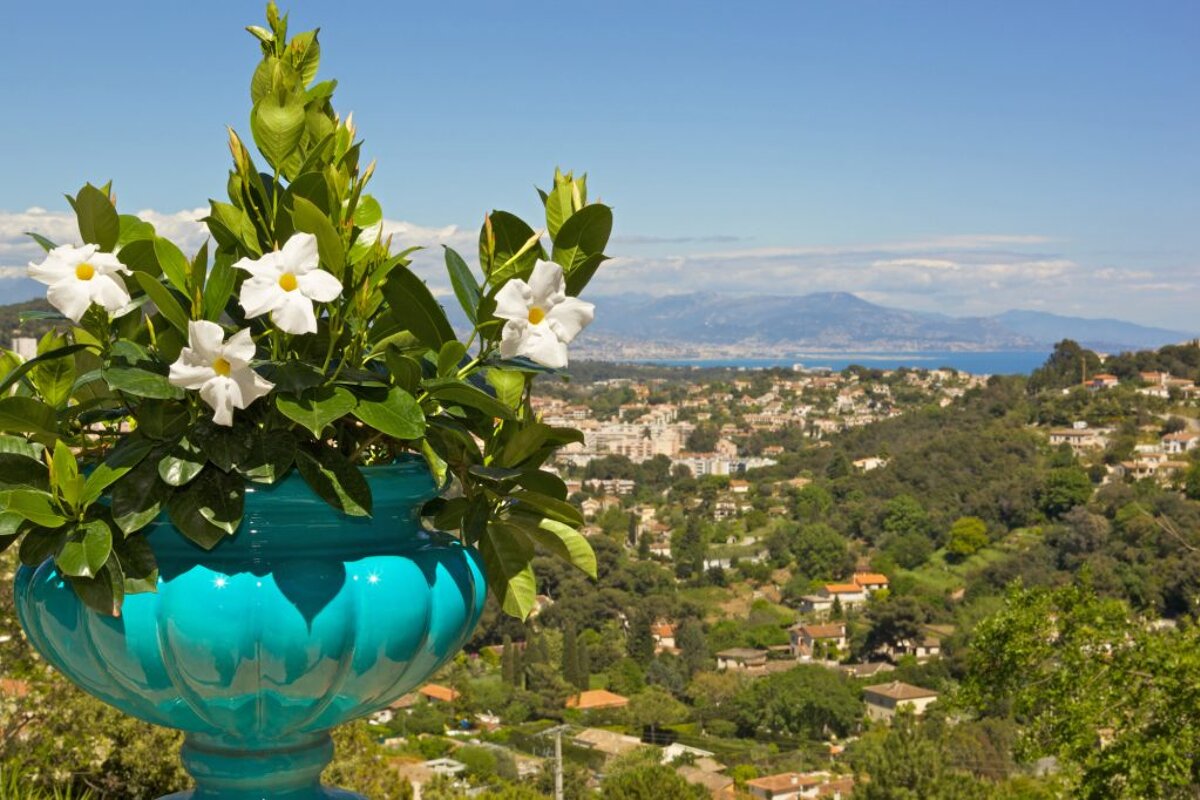 A blue vase filled with white flowers with a city in the background