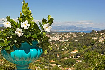A blue vase filled with white flowers with a city in the background