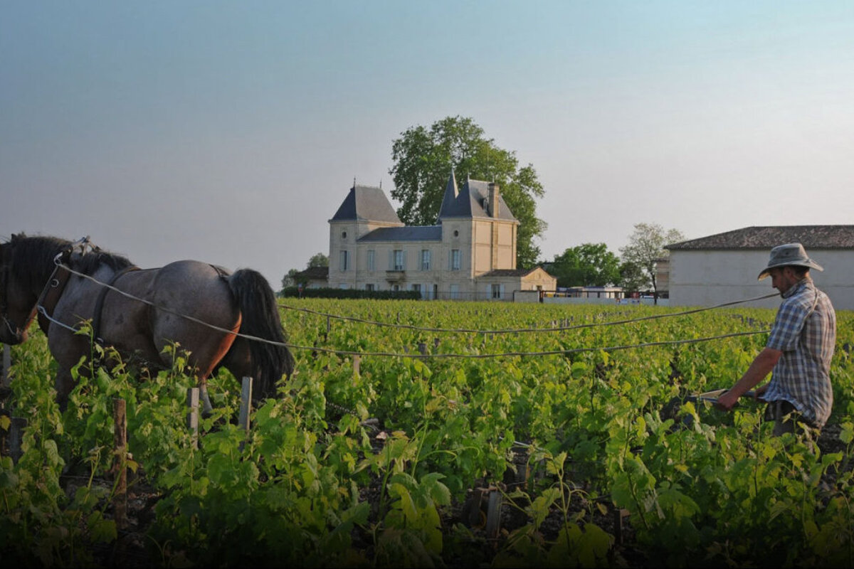 a horse drawn plough in a vineyards with a chateau in the backgorund