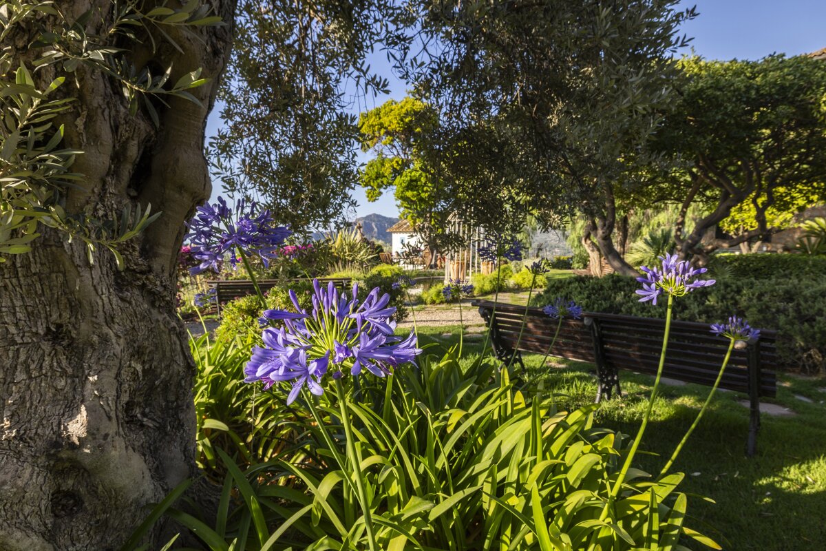 Purple flowers in a garden with a tree in the background
