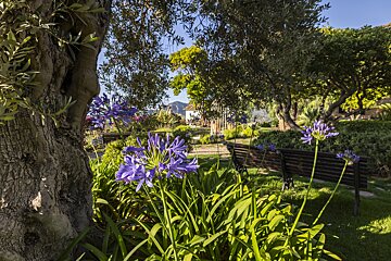 Purple flowers in a garden with a tree in the background
