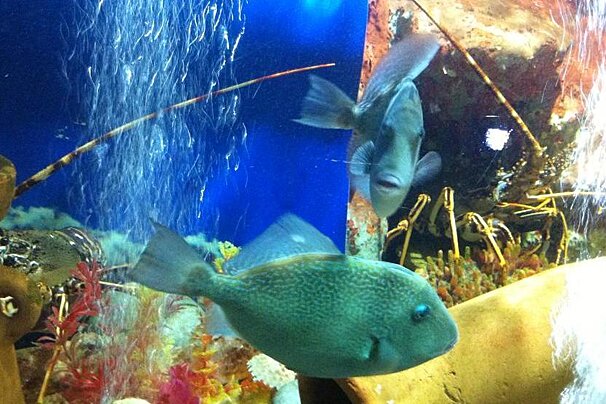 Cap Blanc Aquarium, San Antonio