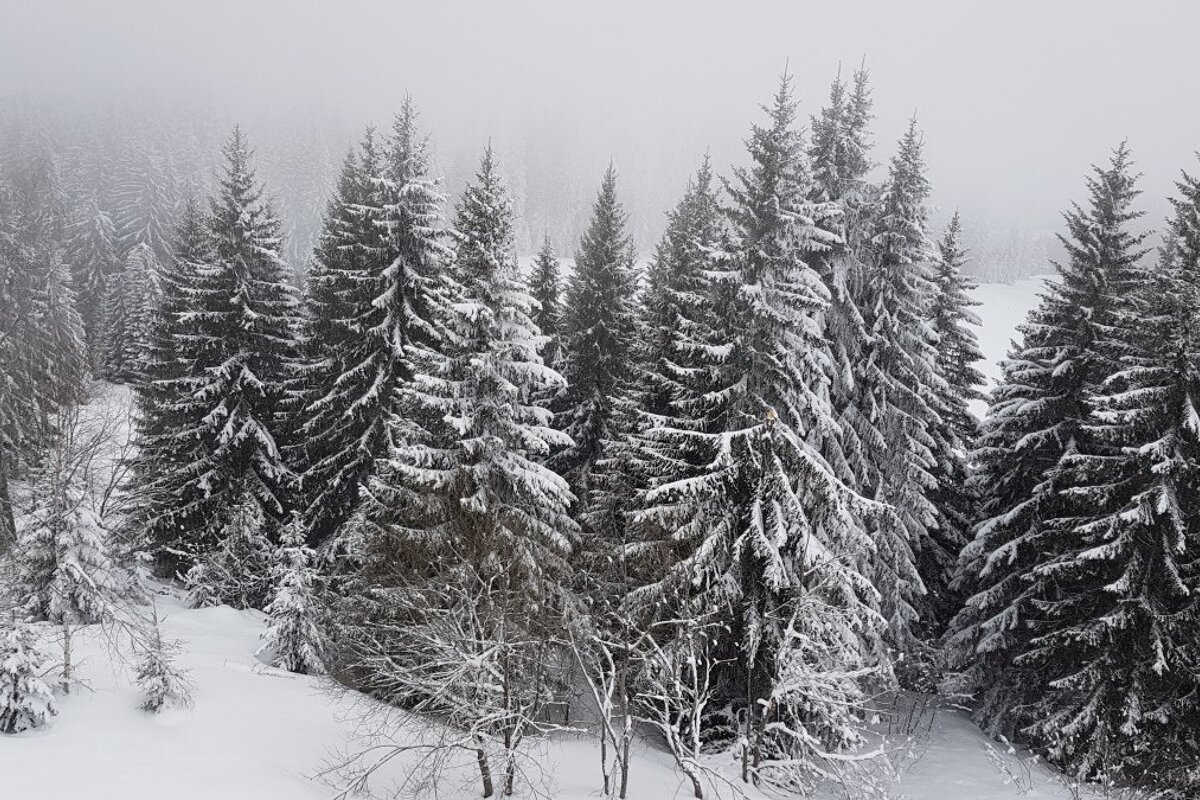 Fresh snow in Morzine, with more on the way