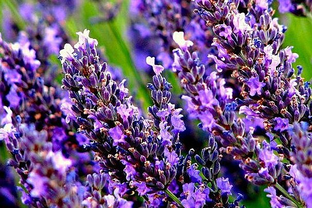 L'Essentiel de Lavande, Grignan