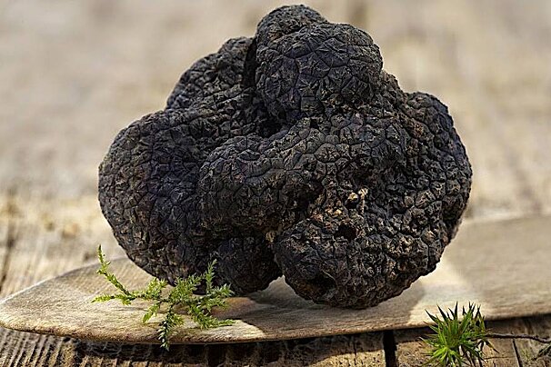 Truffle cookery courses, Sorges