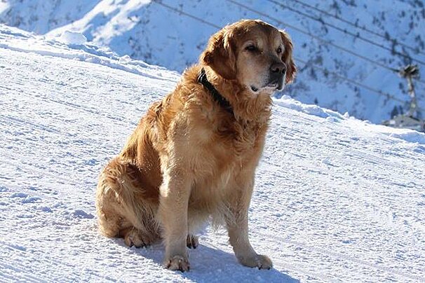 Avalanche Rescue Dog Training in 2 Alpes