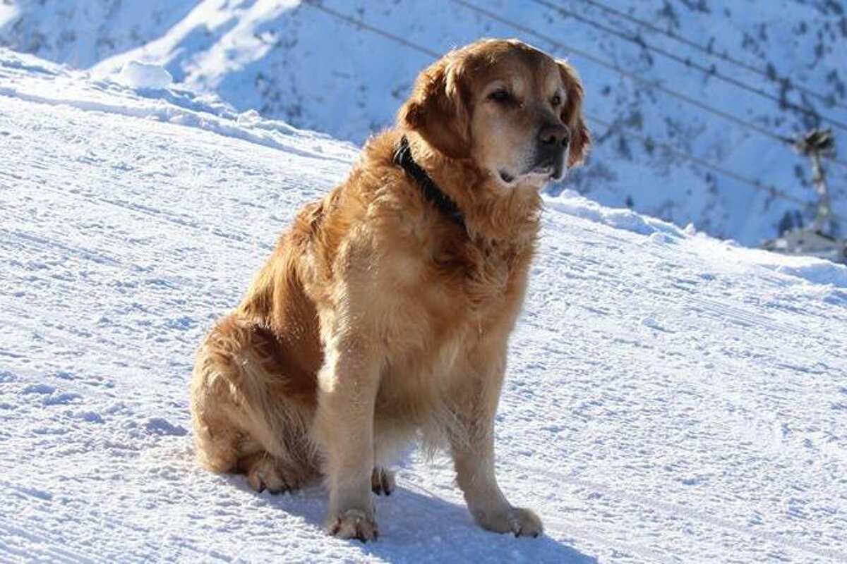 Avalanche Rescue Dog Training in 2 Alpes