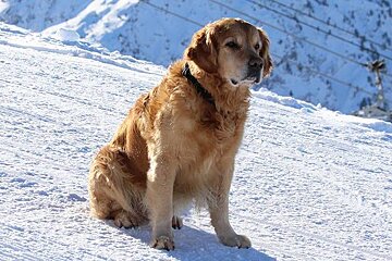 Avalanche Rescue Dog Training in 2 Alpes