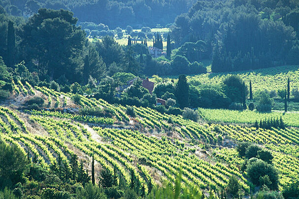 Provence Wine Tours