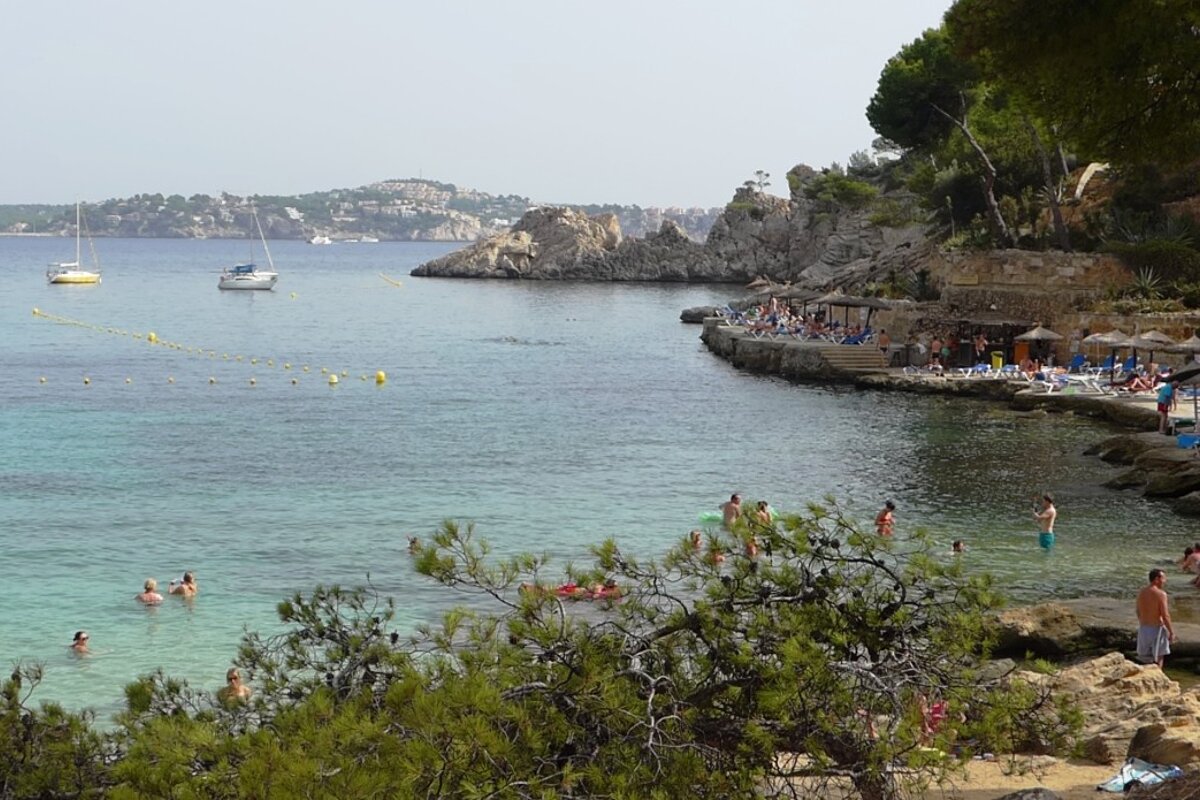 pines around a cove in Calvia Mallorca