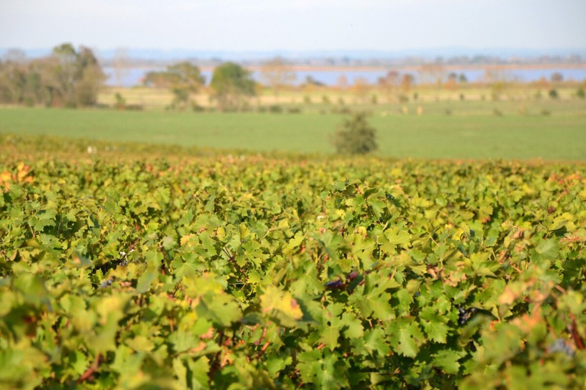 wines then flat fields and the gironde estuary
