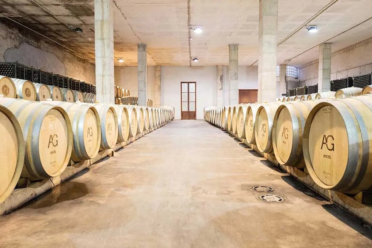 Bodegas Angel Vineyard, Santa Maria del Cami