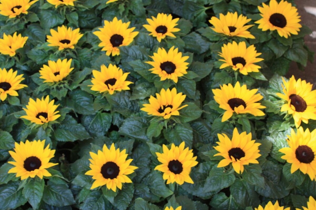sunflowers for sale in the market