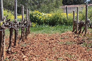 Bodegues Macia Batle Vineyard, Santa Maria del Cami exterior