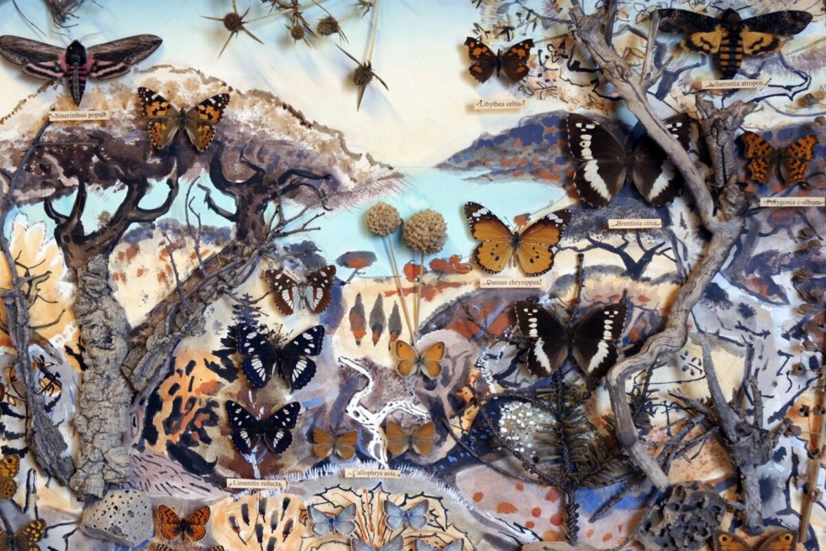 A framed display of butterflies and moths including a painting of a landscape