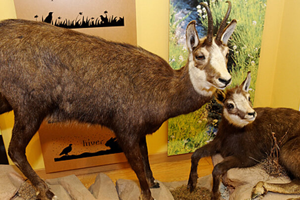 Fauna Museum, Vaujany