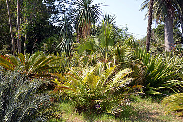 Jardin Botanique de la Villa Thuret