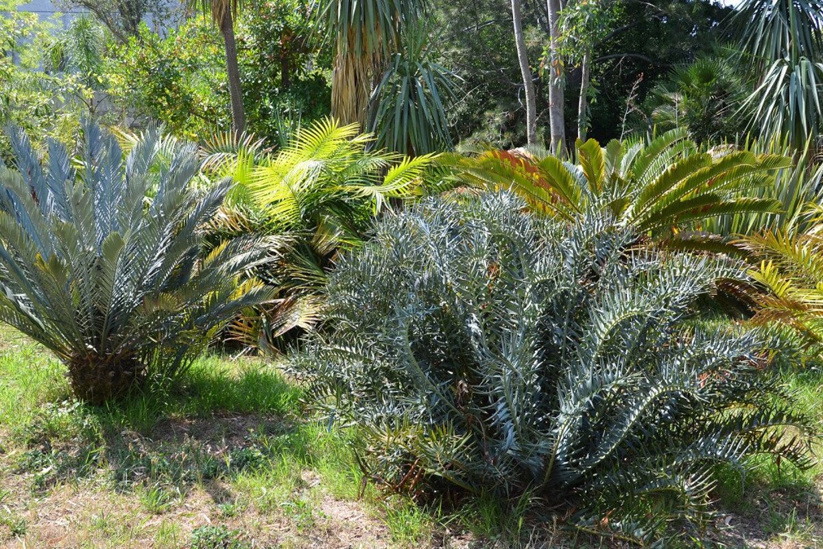 tropical plants and shrubs