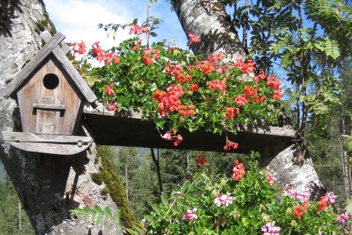 Flowers on the terrace at Cascade du Dard from Chamonix