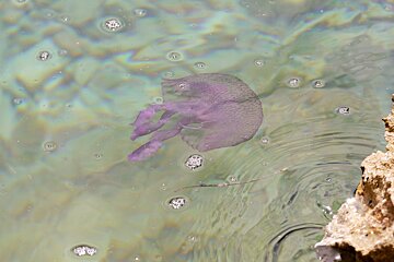 Jellyfish off the coast in Mallorca