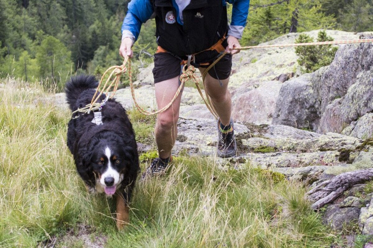 a man walking a dog out of a terrain trap