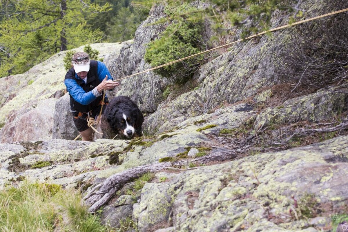 a black dog being helped back to safety