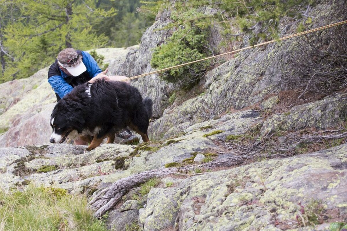 a man and a dog on climbing ropes