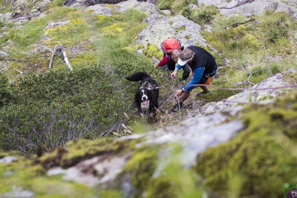 two men helping a dog into a climbing harness