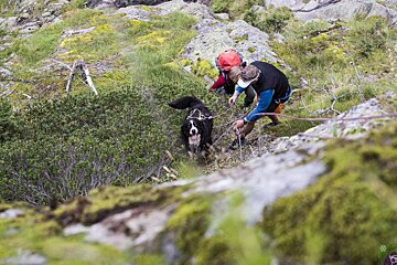 two men helping a dog into a climbing harness