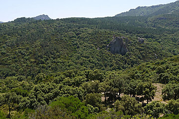 Forests cover a lot of the National Park
