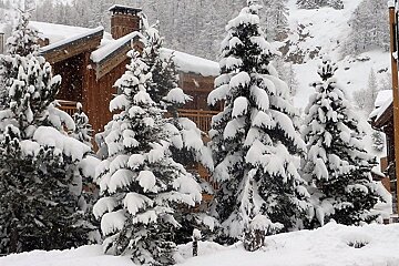 thick snow on the trees