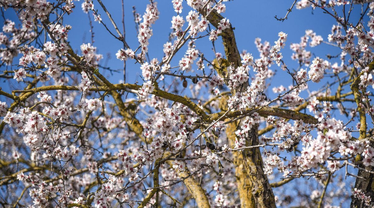 Almond Blossoms, Spring Arrives In Mallorca