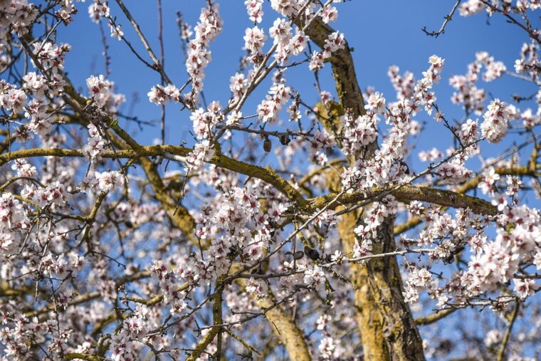 See Mallorca's famous almond blossoms
