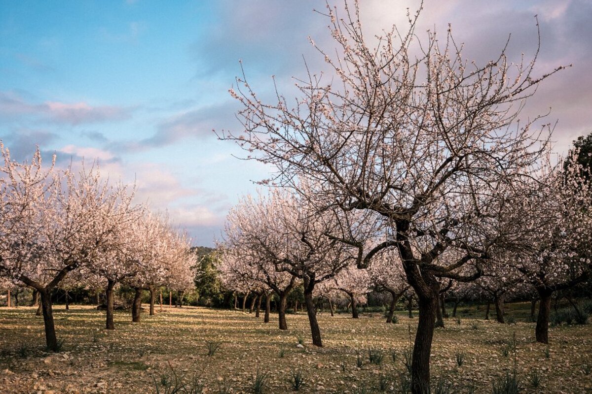 See Mallorca's famous almond blossoms in 2019