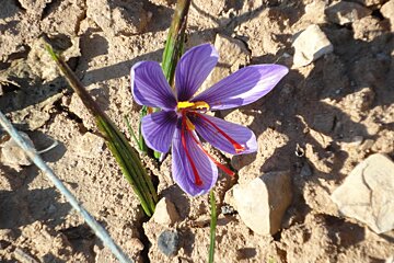 saffron from the dordogne & lot region