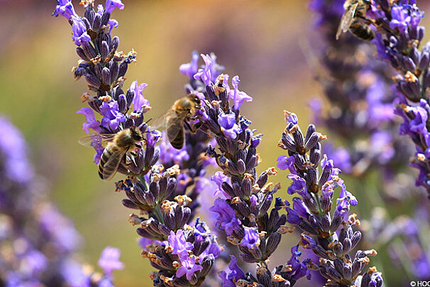 Lavender farm & conservation garden, Sault
