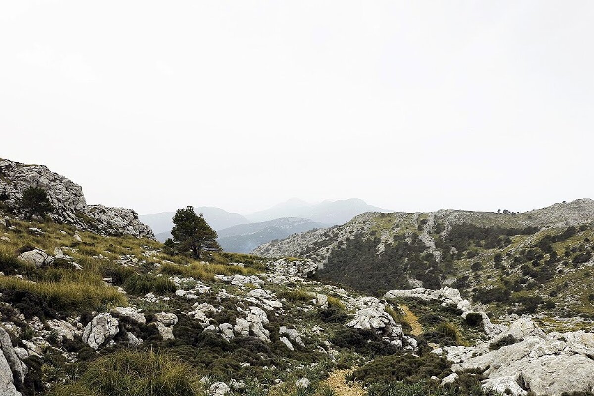 A mountain landscape with trees and rocks in the foreground