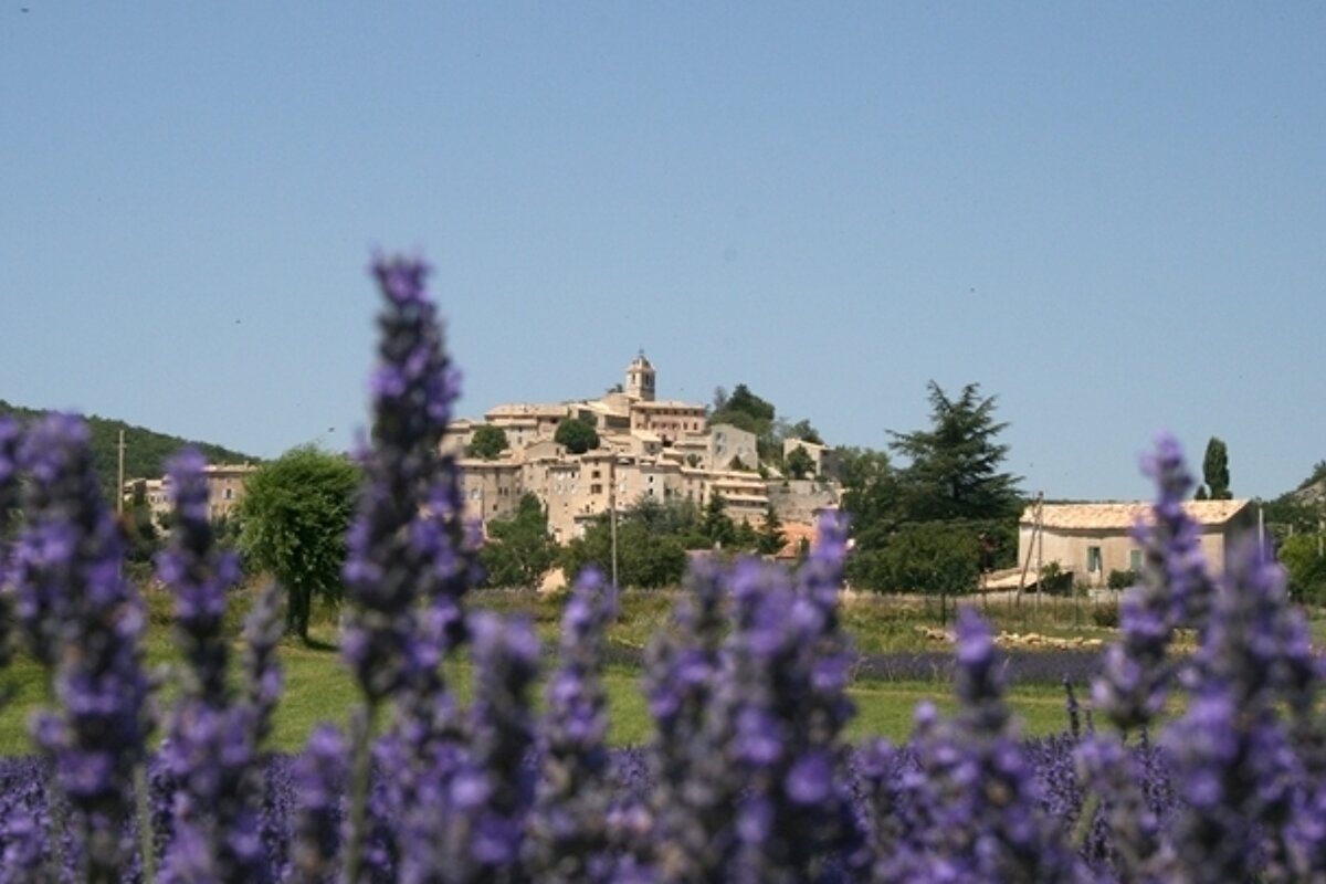 an old town covered with lavender