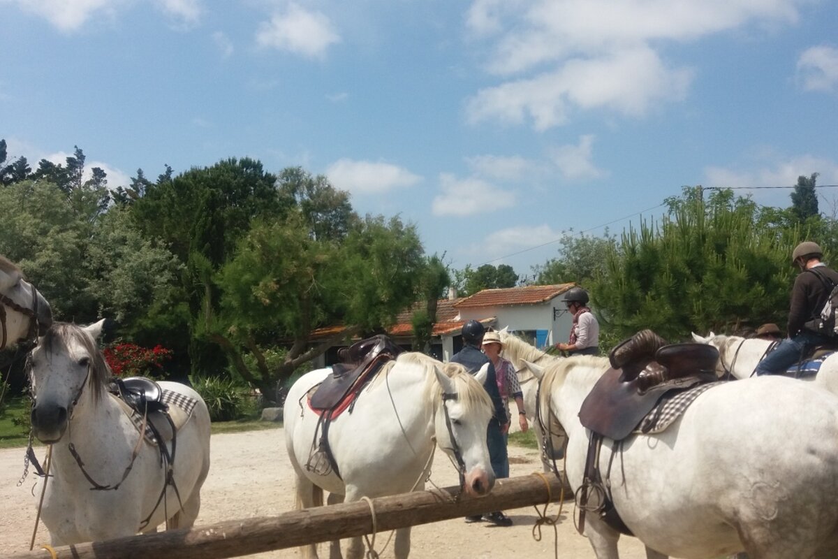 camargue horses