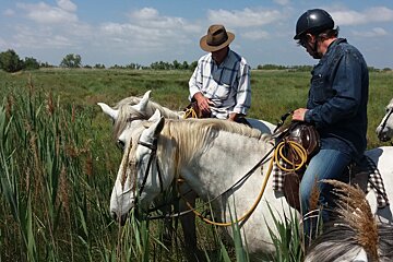 two horses and their riders having a chat