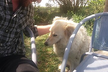 a man patting a dog