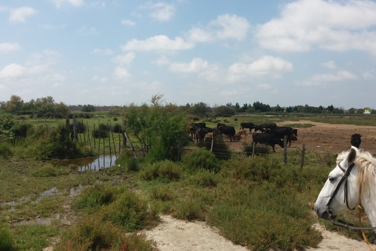 bulls in a field