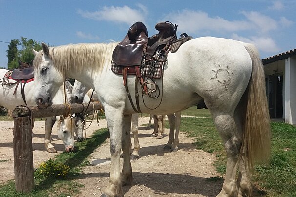 a camargue horse