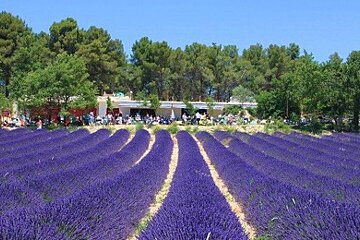 Chateau l'Evesque Vineyard, Aix-en-Provence