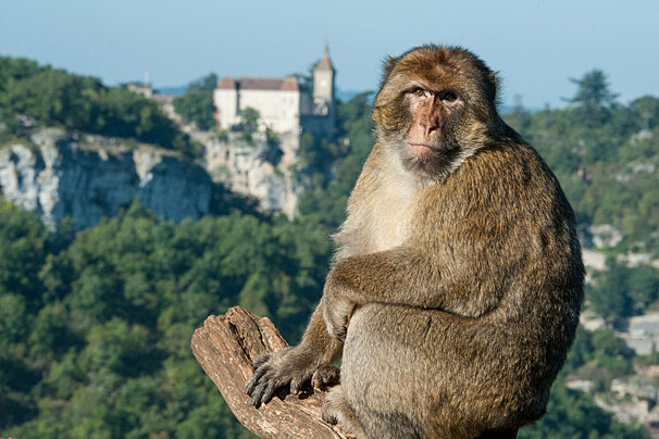 A macaque with Rocamadour in the background